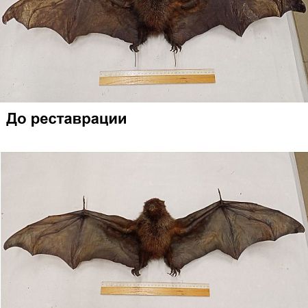 Реставратор естественно-исторических предметов