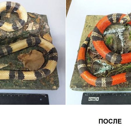 Реставратор естественно-исторических предметов