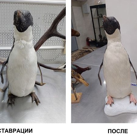 Реставратор естественно-исторических предметов